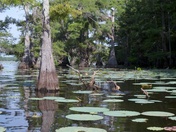 Caddo Lake National Wildelife Refuge