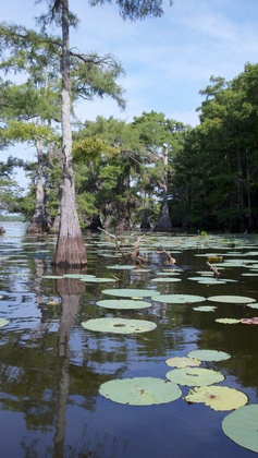 Caddo Lake National Wildelife Refuge