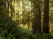 Redwood National Park