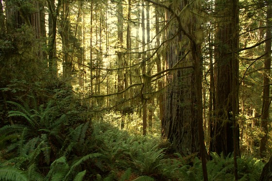Redwood National Park