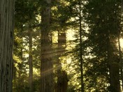 Redwood National Park