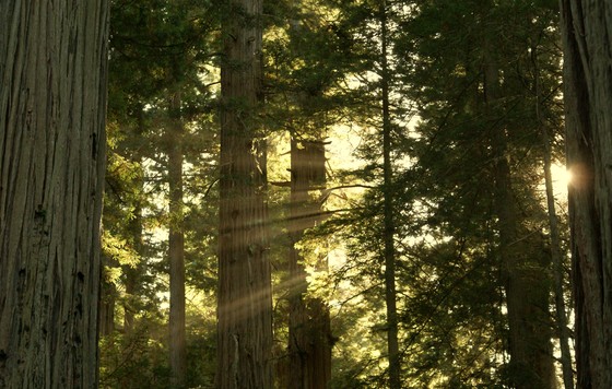Redwood National Park