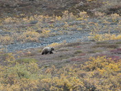 Denali National Park