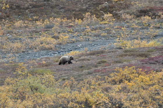 Denali National Park