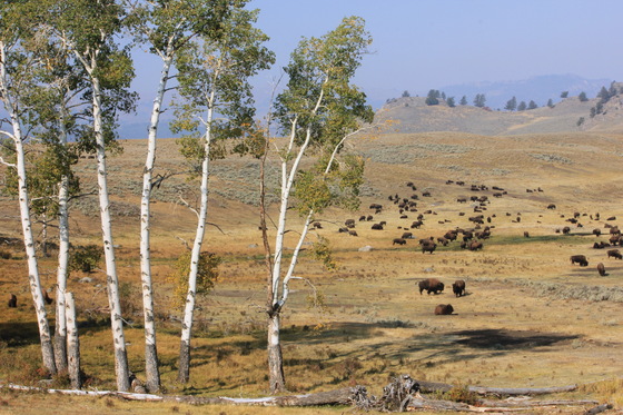 Yellowstone National Park