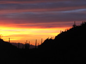 Saguaro National Park