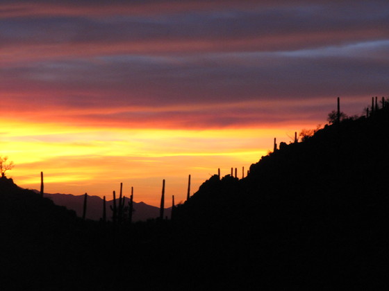 Saguaro National Park