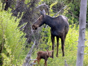 Grand Teton National Park