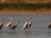 Sonny Bono Salton Sea National Wildlife Refuge