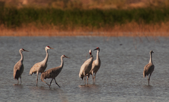 Sonny Bono Salton Sea National Wildlife Refuge