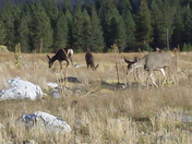 Lassen National Forest / Eagle Lake Recreation Area