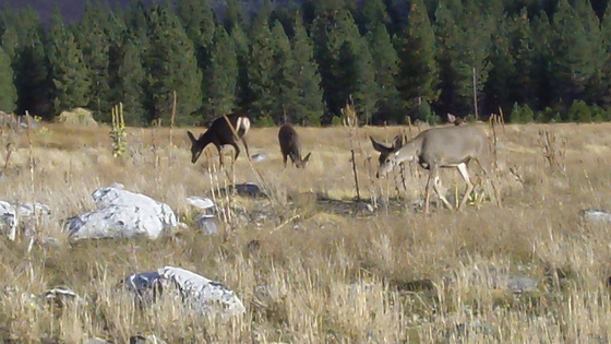 Lassen National Forest / Eagle Lake Recreation Area