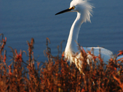 Bolsa Chica Ecological Reserve