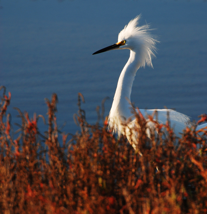 Bolsa Chica Ecological Reserve
