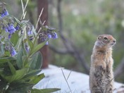 Denali National Park