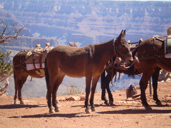 GRAND CANYON AZ