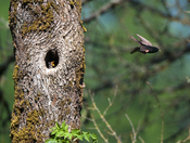 Ridgefield National Wildlife Refuge