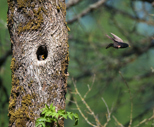 Ridgefield National Wildlife Refuge