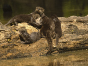 Land Between the Lakes National Recreation Area, Kentucky