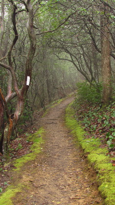 Nantahala National forest/Appalachian trail