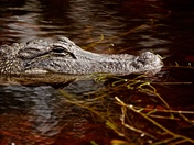 J. N. "Ding" Darling National Wildlife Refuge 