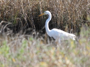 Brazoria National Wildlife Refuge 