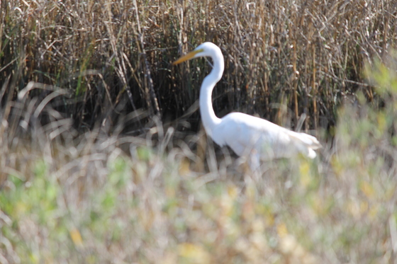 Brazoria National Wildlife Refuge 