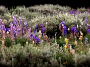 Bighorn Nation Forest