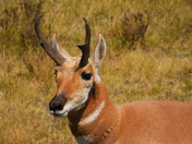 Yellowstone National Park