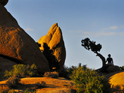 Joshua Tree National Park