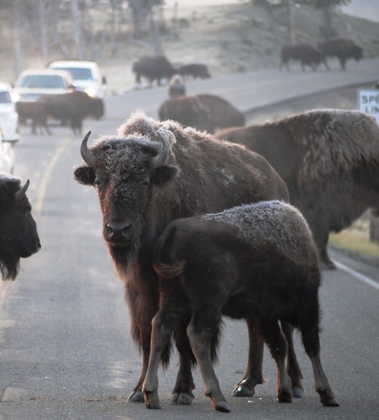 Yellowstone National Park