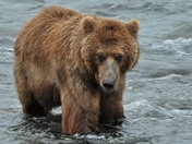 Katmai National Park