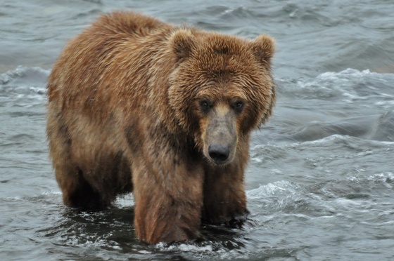 Katmai National Park