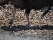 Parker River Nat Wildlife Refuge