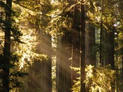 Redwood National Park