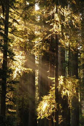 Redwood National Park