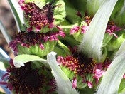 Haleakala National Park