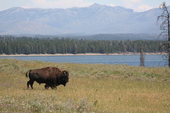Yellowstone National Park