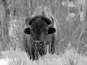 Grand Tetons National Park