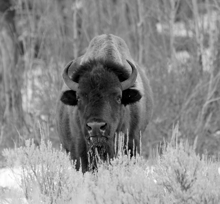 Grand Tetons National Park