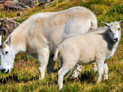 Arapahoe National Forest