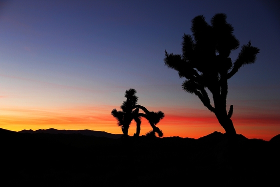 Joshua Tree National park