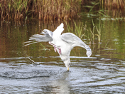 Katmai National Park