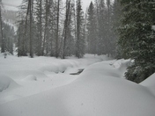 Uinta-Wasatch-Cache National Forest