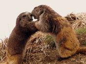 Olympic National Park