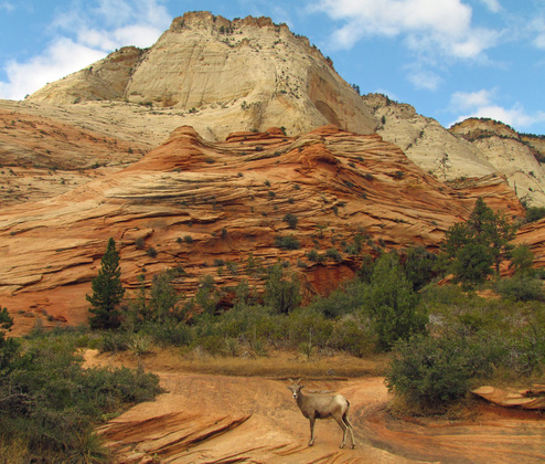 Zion National Park