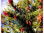 Bryce Canyon National Park