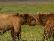Katmai National Park