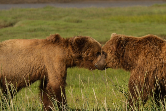 Katmai National Park