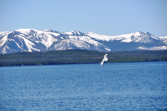 Yellowstone